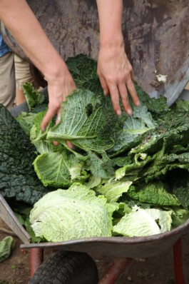 MAP Markus Ambach Projekte Documenta 15 