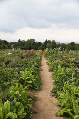 MAP Markus Ambach Projekte Documenta 15