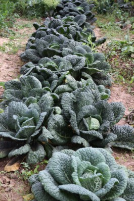 MAP Markus Ambach Projekte Documenta 15