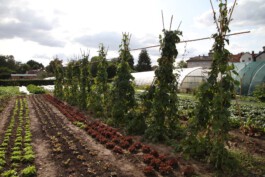 MAP Markus Ambach Projekte Documenta 15 