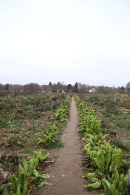 MAP Markus Ambach Projekte Documenta 15 