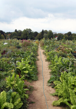 MAP Markus Ambach Projekte Documenta 15